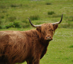Gaelic voice-over agency