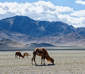 Mongolian voice-over agency